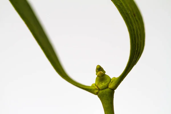 Eine Nahaufnahme Von Grünen Dünnen Mistelblättern Auf Einem Zweig — Stockfoto