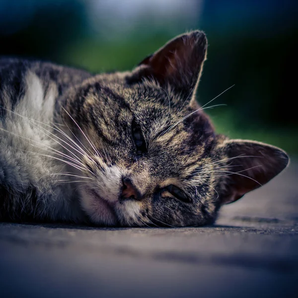 一只灰色的猫 白色的胸部平静地睡在公园的沥青路面上 — 图库照片