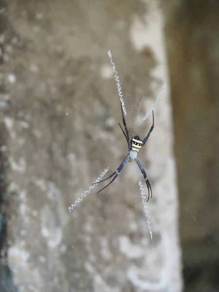 Nternetteki Bir Örümceğin Yakın Plan Fotoğrafı — Stok fotoğraf
