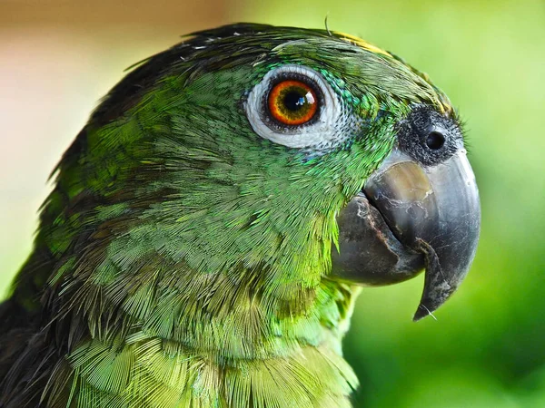 Amazon Papağanının Makro Yakın Çekim Odak Noktası — Stok fotoğraf