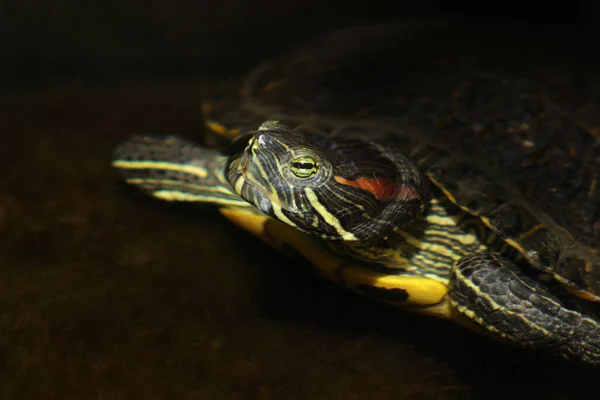 Closeup Shot Red Eared Slider Turtle Dark Background — Stock Photo, Image