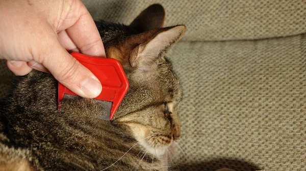 Крупный План Руки Проверяющей Кошку Блох Помощью Расчёски — стоковое фото