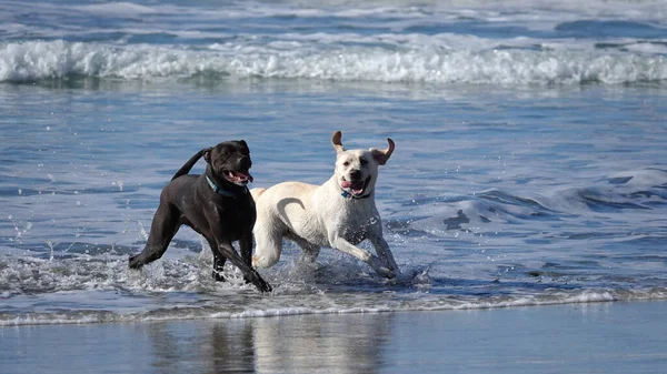 Adorable dogs running and splashing the ocean water at Del Mar dog beach in California