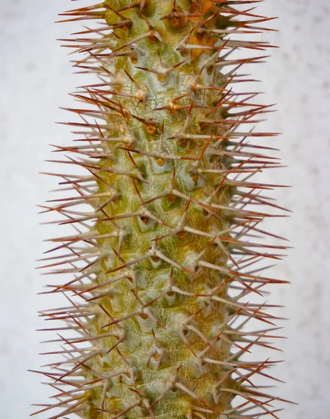 Disparo Vertical Cactus Suculento Con Puntas Afiladas Delante Fondo Borroso —  Fotos de Stock