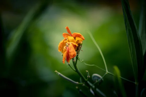 Enfoque Selectivo Una Flor Caléndula Marchita — Foto de Stock