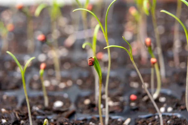 土の中で成長している小さな苗の選択的な焦点ショット 新しいライフコンセプト — ストック写真
