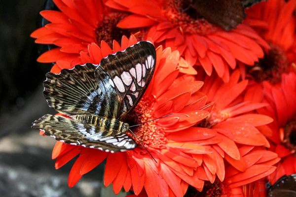 Ein Schmetterling Mit Offenen Flügeln Sitzt Auf Roter Gerbera Blüte — Stockfoto