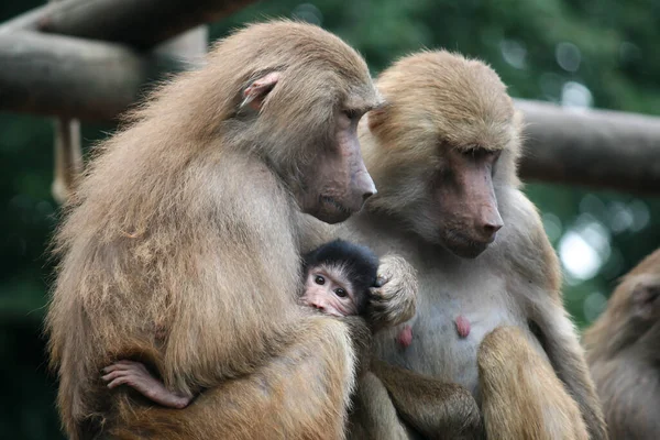 Belo Tiro Pais Babuínos Com Bebê — Fotografia de Stock