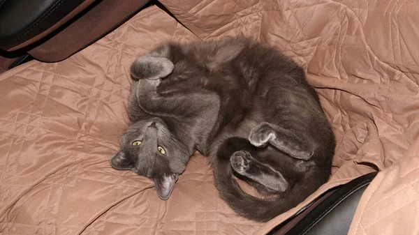 Una Vista Superior Adorable Gato Gris Acurrucado Una Posición Divertida — Foto de Stock