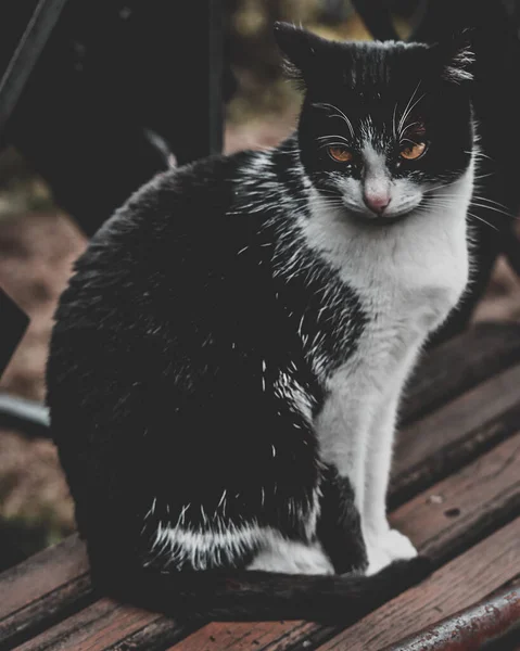 一只黑白相间的猫在模糊的背景下的垂直镜头 — 图库照片
