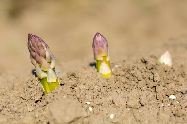 Egy Sor Lila Fejű Növény Melyek Alig Nőnek Szárazföldön — Stock Fotó