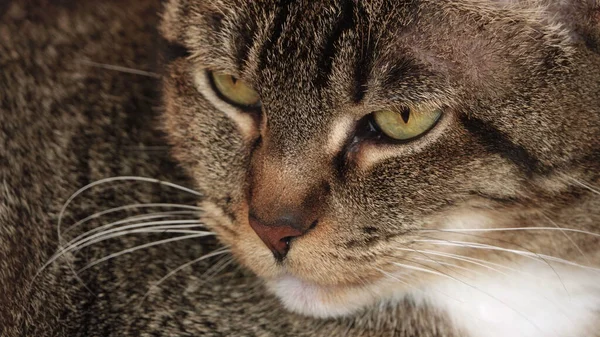 Een Portret Van Een Mooie Tabby Kat Met Gele Ogen — Stockfoto
