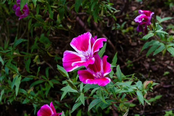 Ένα Κοντινό Πλάνο Ενός Όμορφου Ροζ Λουλουδιού Clarkia Έναν Κήπο — Φωτογραφία Αρχείου