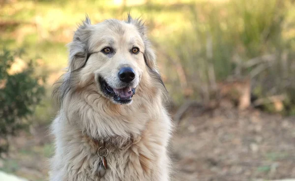 Retrato Adorável Cão Montanha Pireneu Natureza — Fotografia de Stock