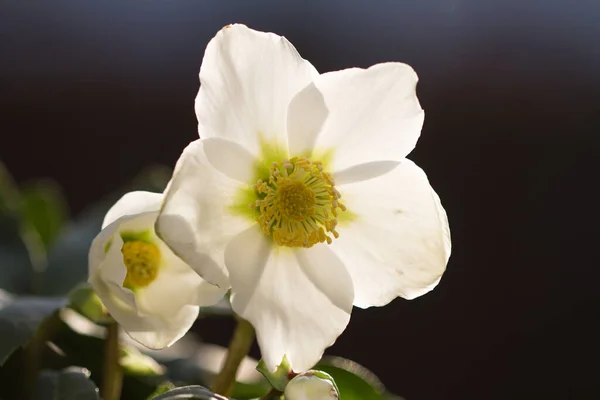 Closeup Shot Beautiful Blooming White Christmas Rose Flower — Stock Photo, Image