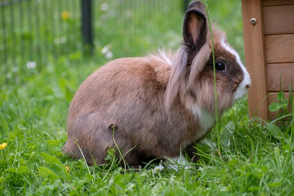 Selektiv Fokusbild Söt Liten Kanin — Stockfoto