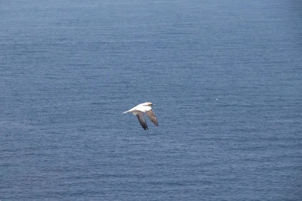 Una Hermosa Vista Gannet Del Norte Volando Sobre Agua Isla — Foto de Stock