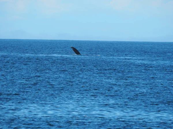 Tiro Perto Mão Uma Baleia Oceano Calmo — Fotografia de Stock