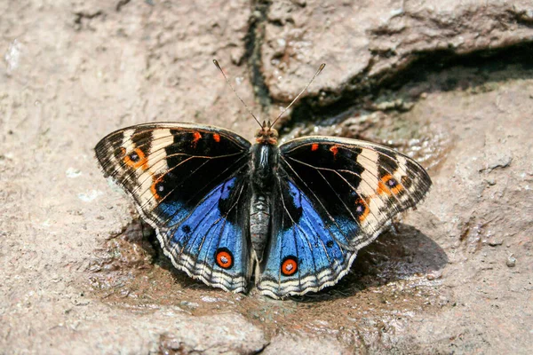 Een Vlinder Met Open Vleugels Zit Stenige Grond — Stockfoto