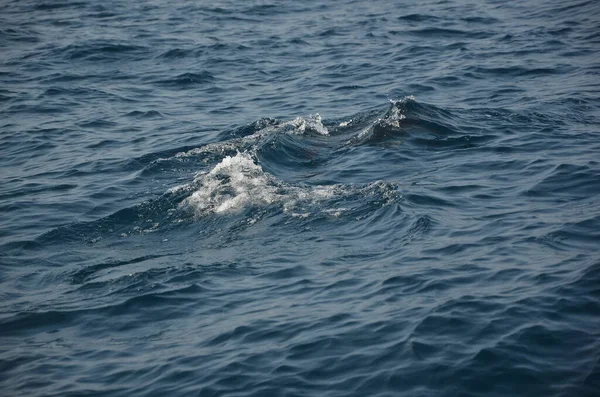 Beau Paysage Dauphin Nageant Dans Mer Pendant Journée — Photo