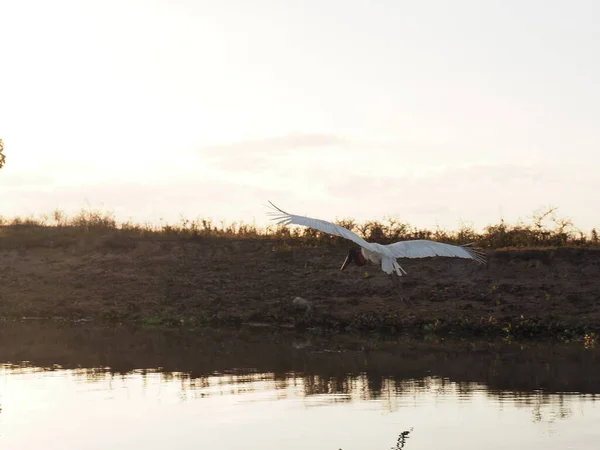 Closeup Shot Egret Flying Water — Stock Photo, Image