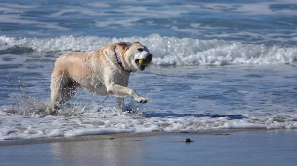 Een Grappige Witte Hond Rennend Met Een Bal Uit Oceaan — Stockfoto