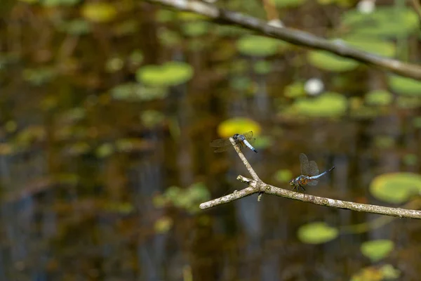 Deux Libellules Sur Une Branche Gros Plan — Photo