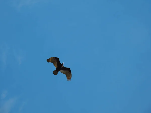 Een Lage Hoek Opname Van Een Vliegende Havik Met Blauwe — Stockfoto