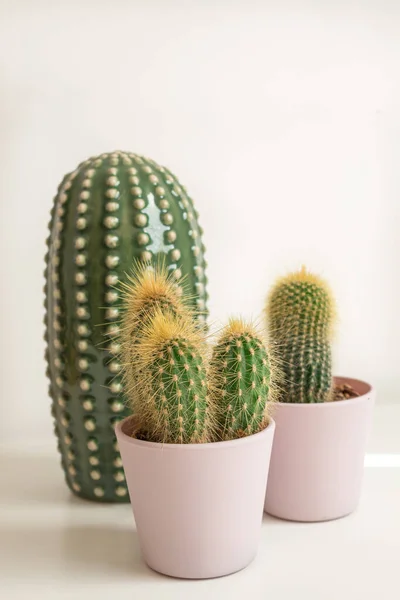 Primo Piano Dei Cactus Con Spine Affilate Nelle Pentole — Foto Stock