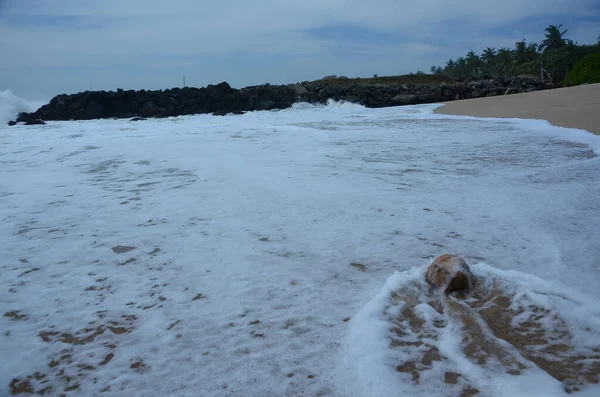 Een Hele Kokosnoot Het Strand Bedekt Met Zeevruchten — Stockfoto