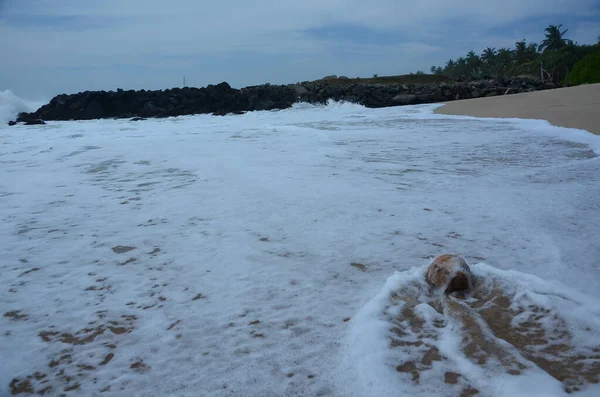 Hel Kokosnöt Stranden Täckt Med Havskräfta — Stockfoto