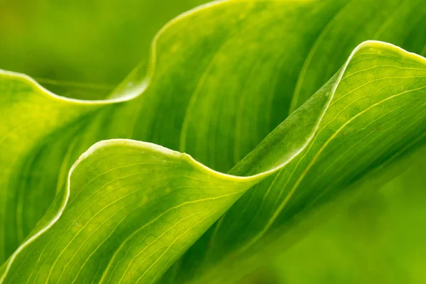 Vysoký Úhel Detailní Záběr Krásné Zelené Listí Zachycené Denního Světla — Stock fotografie