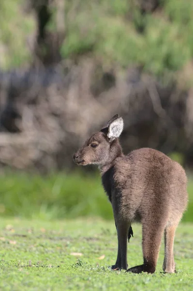 Yeşillikteki Bir Kangurunun Dikey Odak Noktası — Stok fotoğraf