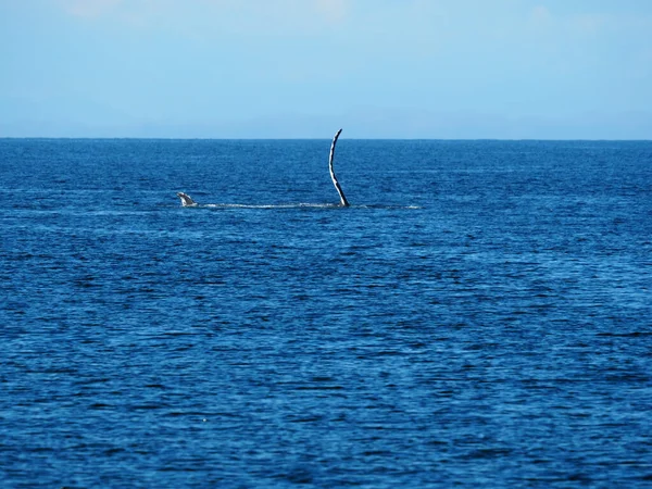 Primo Piano Della Mano Una Balena Nell Oceano Calmo — Foto Stock