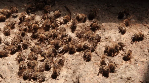 Primer Plano Gran Número Abejas Melíferas Muertas Una Piedra —  Fotos de Stock