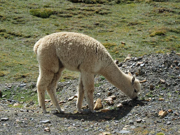 Closeup Shot Alpaca — Stock Photo, Image