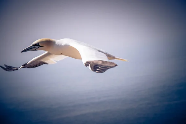 Uma Gaivota Branca Com Bordas Pretas Asas Voando Pacificamente Sobre — Fotografia de Stock