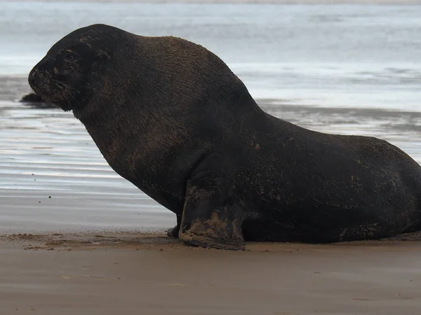 Primo Piano Sigillo Nero Riva Mare — Foto Stock