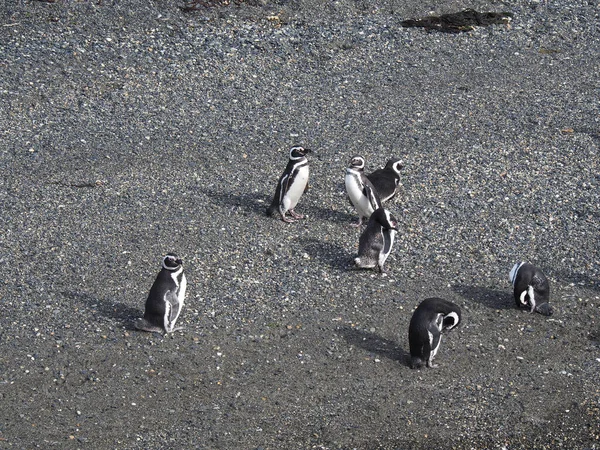Een Hoge Hoek Shot Van Pinguïns — Stockfoto