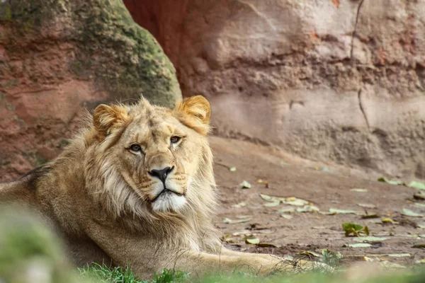 Schöne Aufnahme Eines Löwen Der Sich Der Nähe Von Felsen — Stockfoto