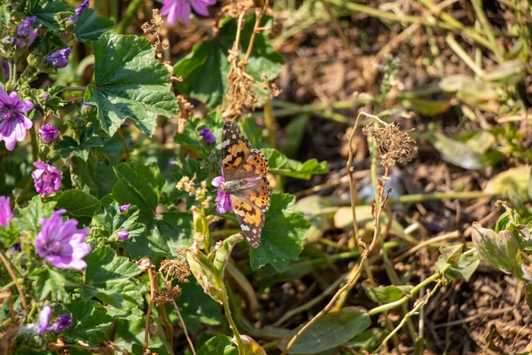 Eine Schöne Aufnahme Eines Braunen Schmetterlings Auf Feldblumen Einem Feld — Stockfoto