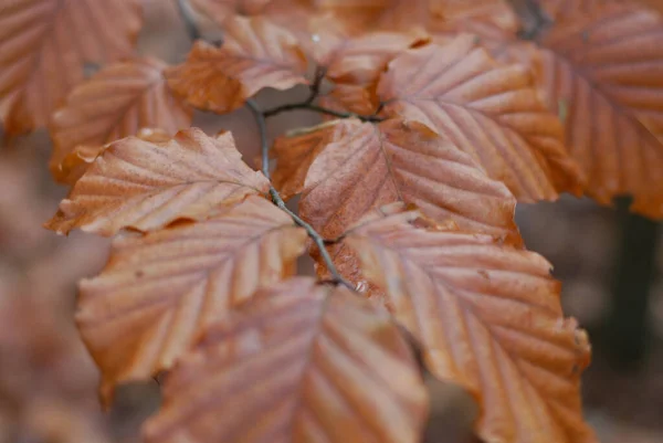 Gros Plan Des Feuilles Automne — Photo