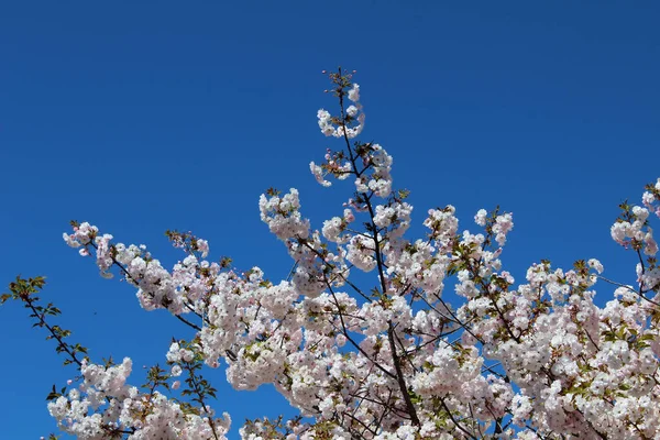 Gros Plan Branches Fleurs Cerisier Avec Fond Bleu — Photo