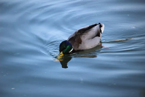 High Angle Shot Cute Duck Drinking Water While Swimming Lake — Stock Photo, Image