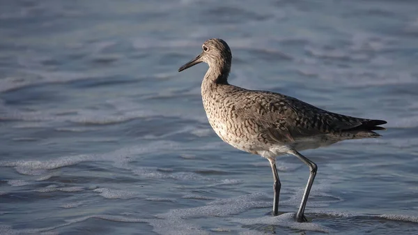 Tiro Seletivo Foco Willet Que Está Água Uma Costa — Fotografia de Stock