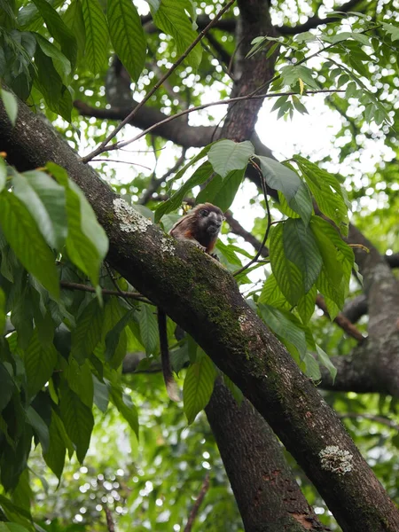 木の枝に可愛い茶色の猿の魅惑的な景色 — ストック写真