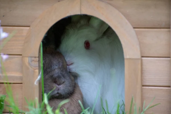 Крупним Планом Знімок Нори Двома Маленькими Кроликами — стокове фото