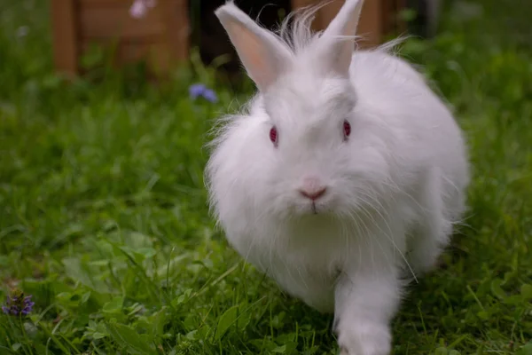 かわいいウサギの選択的フォーカスショット — ストック写真