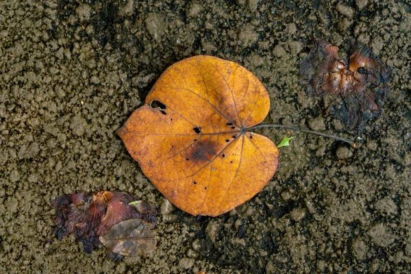 바닥에 떨어진 나뭇잎을 클로즈업하여 — 스톡 사진