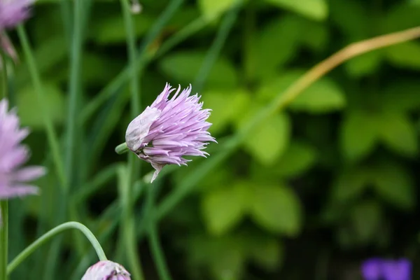 Allium Floresce Com Fundo Verde Sombras — Fotografia de Stock